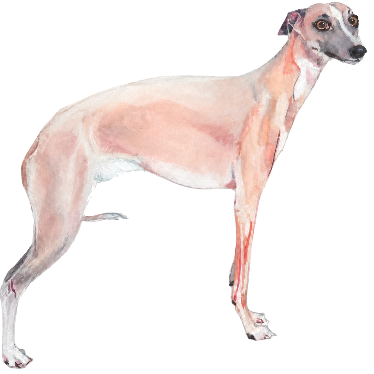 Watercolor illustration of Freddie, an Italian greyhound